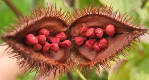 annatto seed 