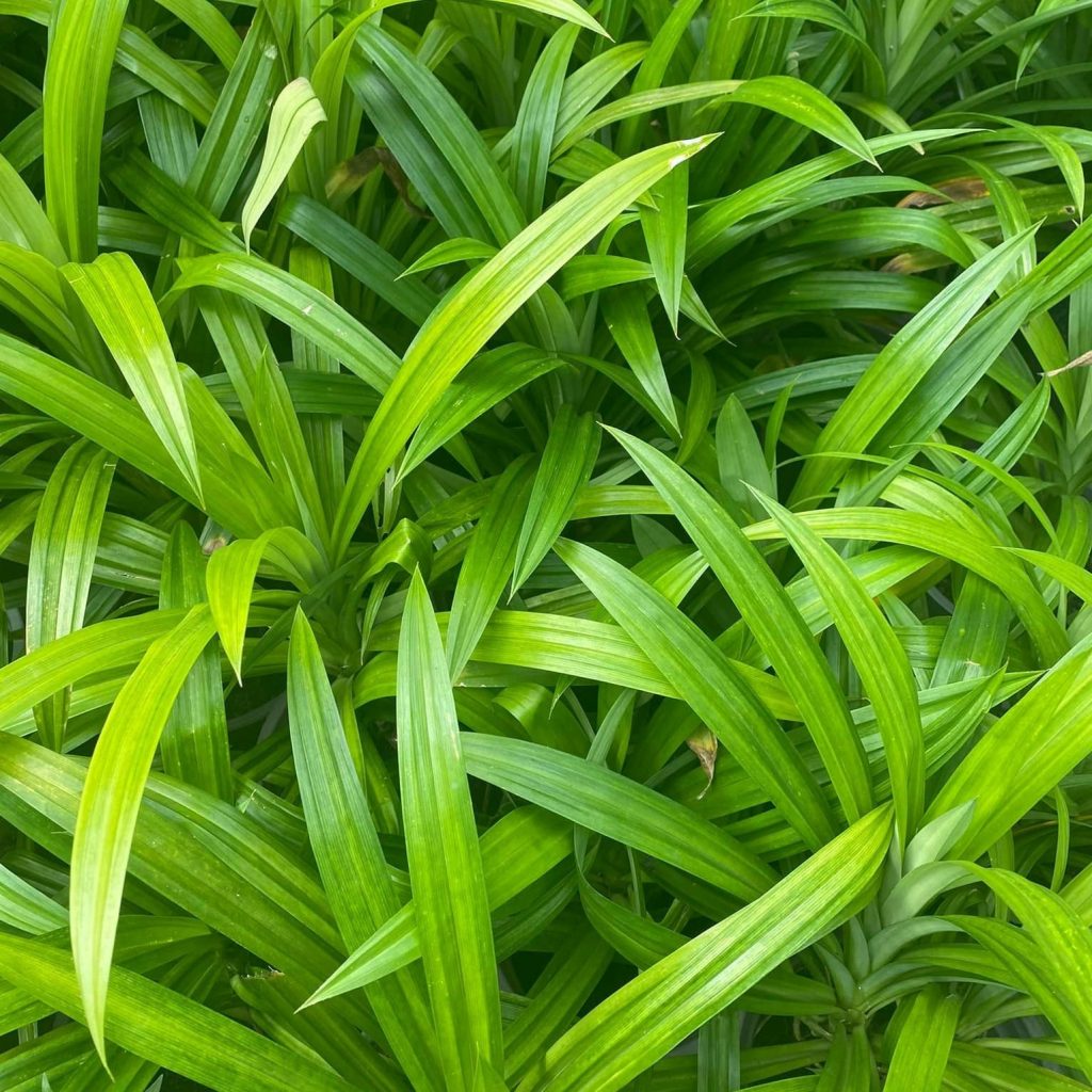 2023 HOT SALES PANDAN LEAVES FROM VIET NAM