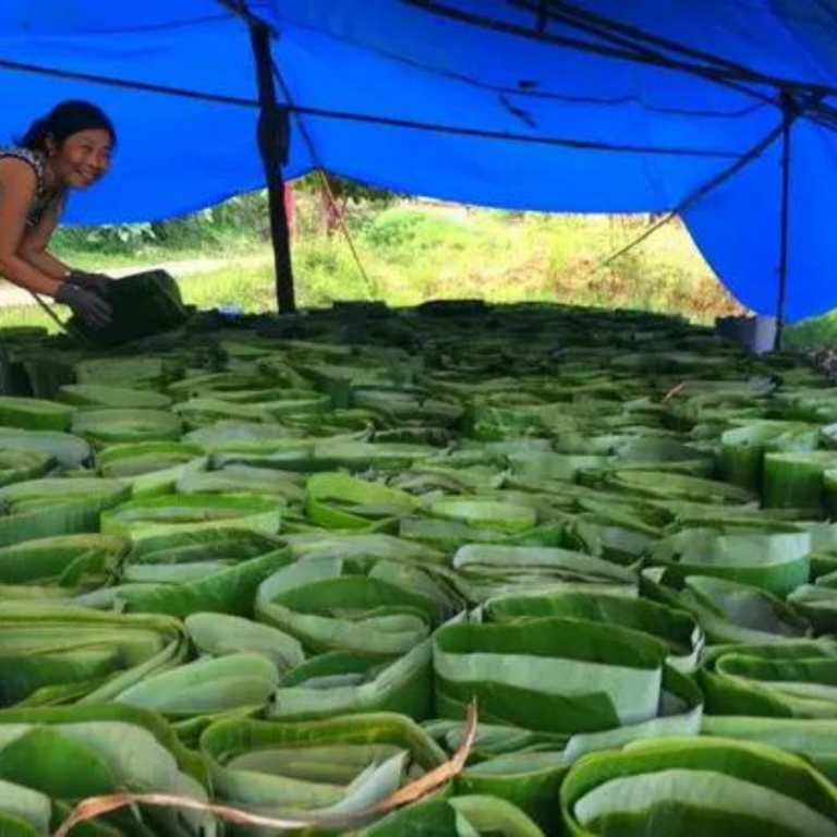 High Quality Frozen Banana Leaf From Viet Nam