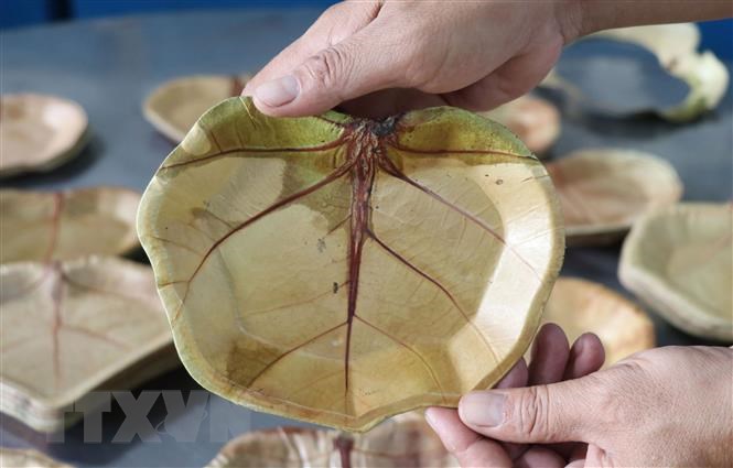 Areca Palm Leaf Plates