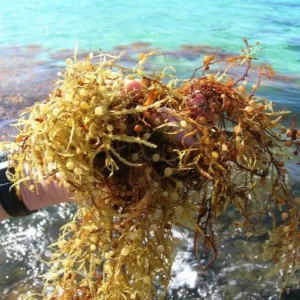 Sargassum seawwed