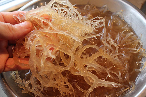 dried seaweed- gummy