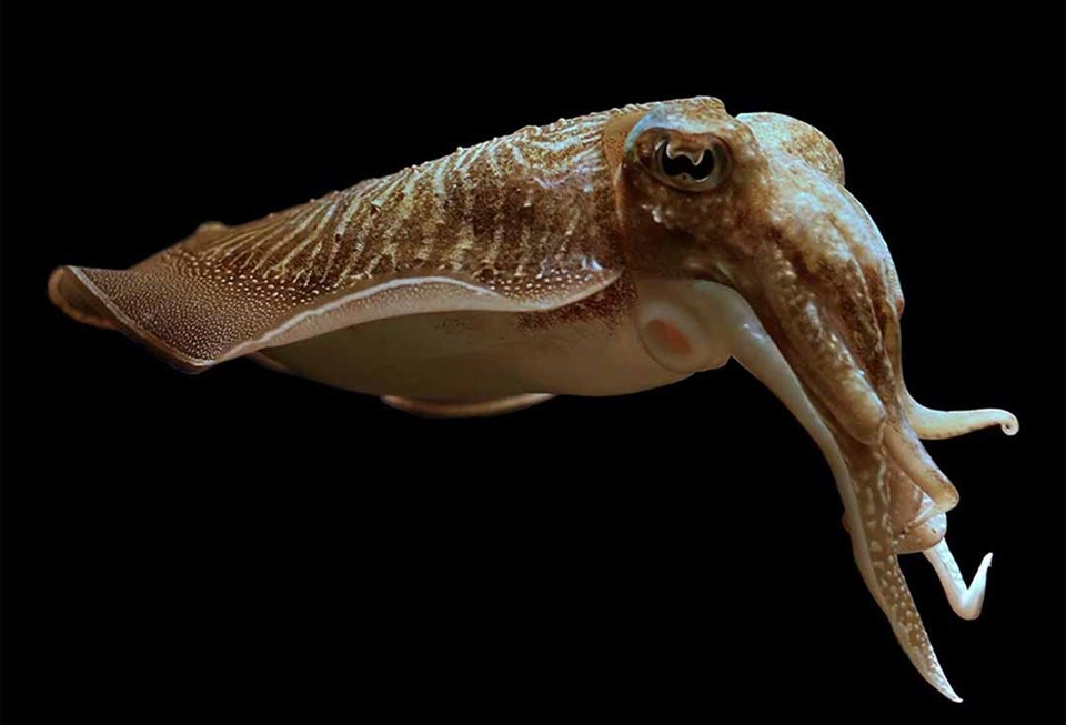 cuttlefish bone