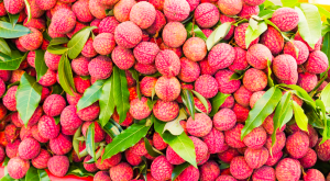 lychee