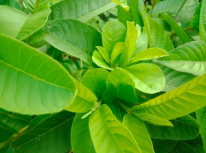 guava leaves