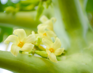 male papaya flower