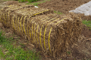 Dry Bagasse